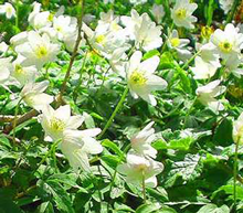 Wood Anemone Nemerosa - Pack of 100 